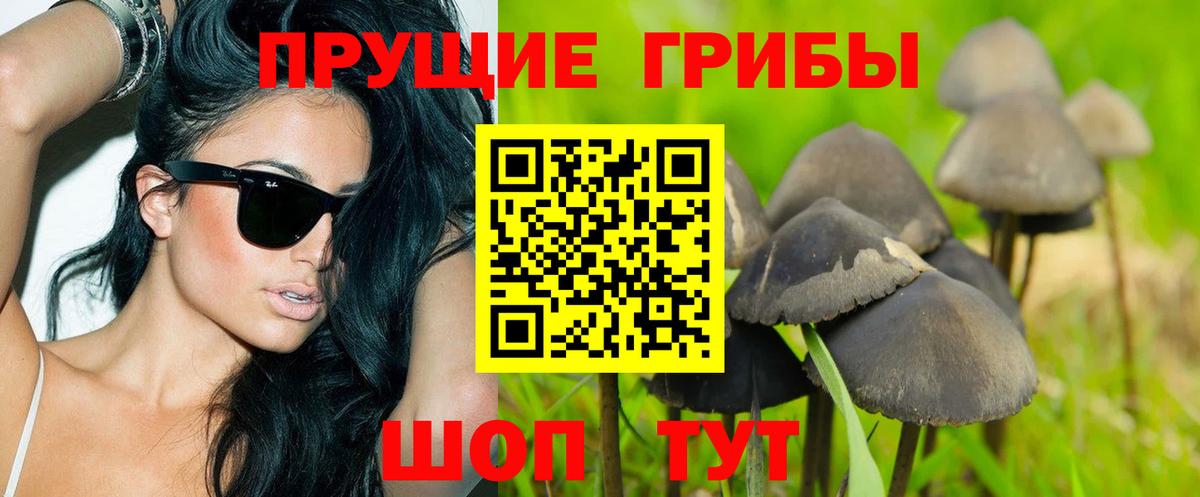 Псилоцибиновые грибы Psilocybe Мончегорск